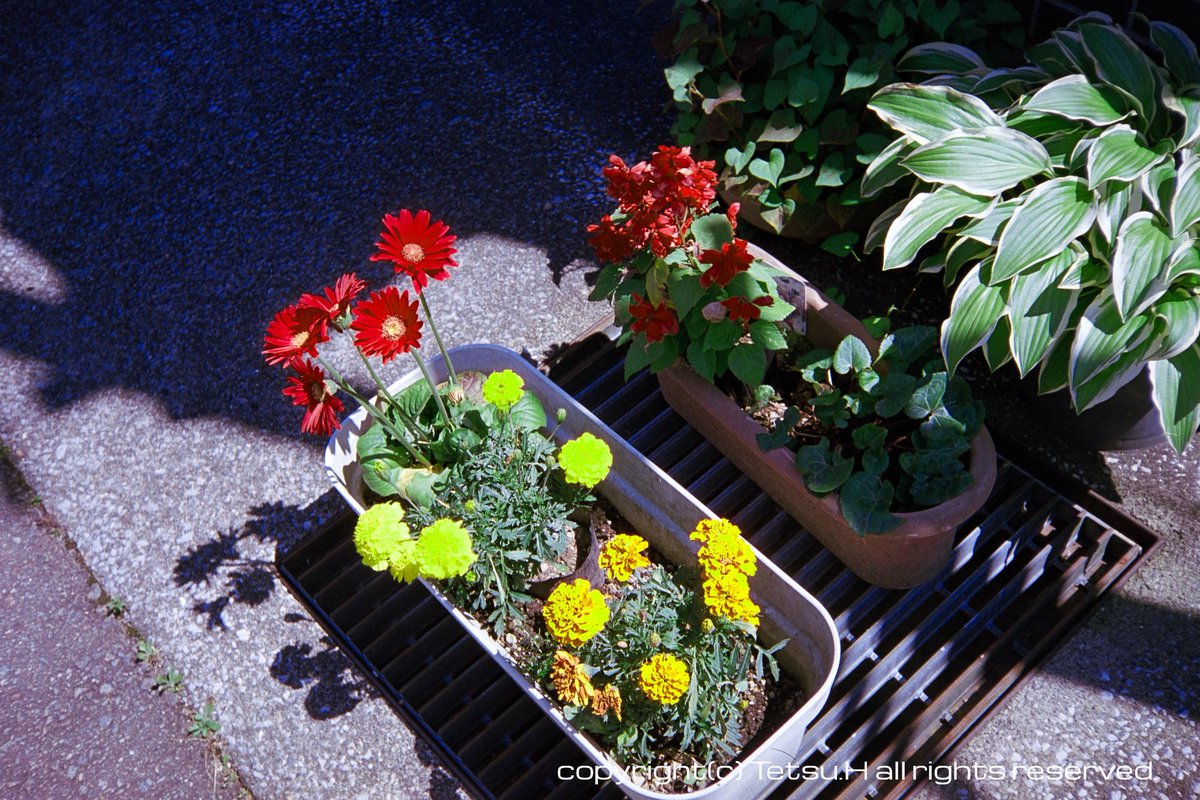 edsoleil2's tweet photo. 2026.6.16 その2
konica C35 flashmatic
MARIX AirColor 100D
現像:マリックス
【GIMPでの設定】
・色相 +20

#フィルムカメラ
#marix https://t.co/I5XUxXtnCG