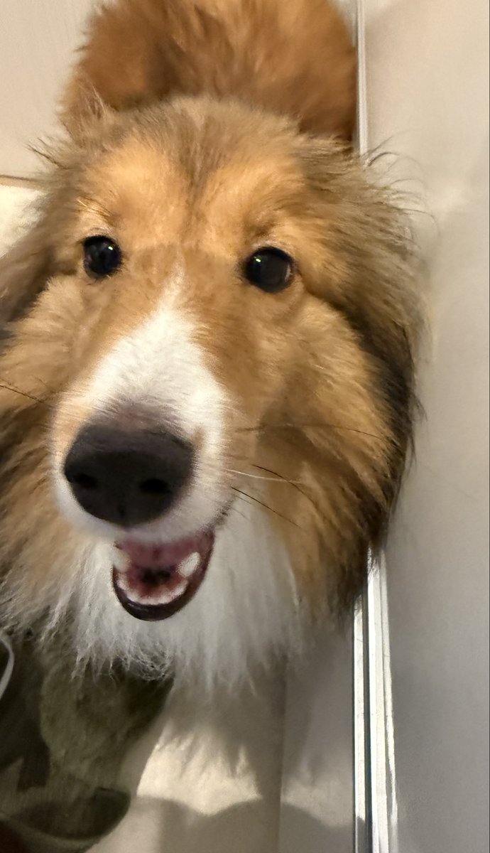MYA_3's tweet photo. 一瞬の晴れ間に散歩に行ったが、途中で雨が降り出しずぶ濡れ帰宅…

寝起きの雨＆今の雨でズボン2着目をダメにしつつドライヤーで乾かしマロン

雨天ダッシュは思いの外楽しかったみたいでめっちゃゴキゲンだったからヨシ！！ https://t.co/tlOo1ZzfwV