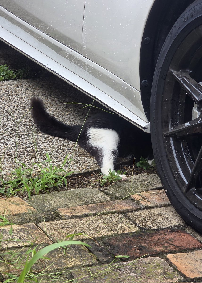 hogoke_mama's tweet photo. 車にひかれたであろう子猫に遭遇💦
かなり弱ってるけど希望を込めて今から病院行ってきます！ https://t.co/avmVzpTejI