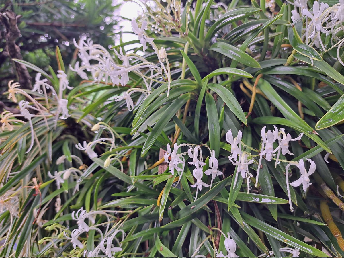 phantom0408's tweet photo. １ヶ月以上、庭の手入れができていなかったら、ジャングルになっている。。。
雨が降ると草木がすくすく育ってくれて嬉しいが、あまり大きくなると手入れが追いつかん。
いつの間にか槙の気に着生している風蘭は満開になっていた。
#庭の風景
#風蘭 https://t.co/R8mV8PJyMt
