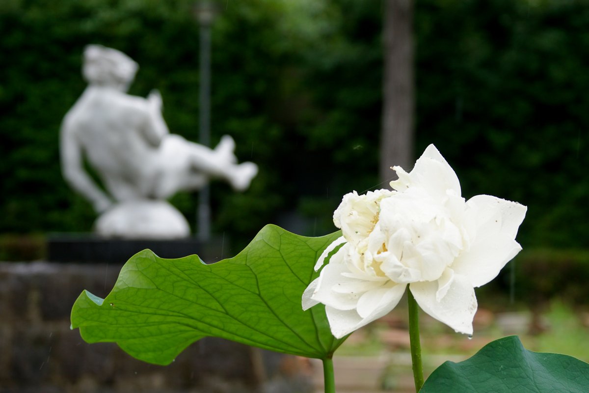 Flower_fu's tweet photo. 【彫刻の道横】
#ハス
少しずつ開花しています。ピンク色の大型のものは花霞。
雨のしずくが葉にたまり、常に動いているのが見ていておもしろいです。雨の日の楽しみ方の参考にしてみてくださいね(^_-)-☆
〈企画誘客課F〉
#兵庫県立フラワーセンター
#彫刻の道横 https://t.co/JdDf2zjQr6