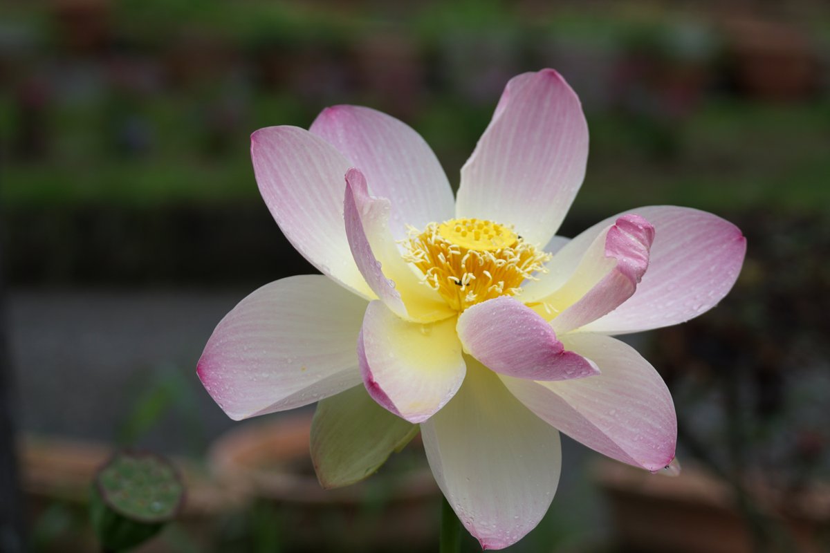 Flower_fu's tweet photo. 【彫刻の道横】
#ハス
少しずつ開花しています。ピンク色の大型のものは花霞。
雨のしずくが葉にたまり、常に動いているのが見ていておもしろいです。雨の日の楽しみ方の参考にしてみてくださいね(^_-)-☆
〈企画誘客課F〉
#兵庫県立フラワーセンター
#彫刻の道横 https://t.co/JdDf2zjQr6