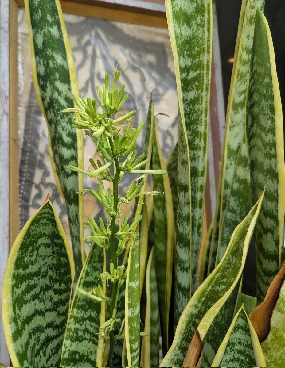 jmac4207's tweet photo. happy 4th. my snake plant's flower looks like fireworks. https://t.co/hAU0J1SQ3X