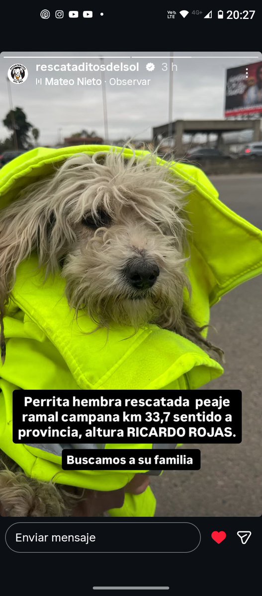 lapanaweb's tweet photo. Otro perrito rescatado por @rescataditosdeldol en la #Panamericana ramal Campana altura peaje 
Se busca sus dueños, difundir. https://t.co/InmmrdEvD7