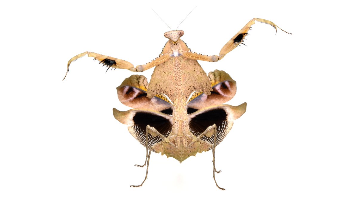 Post by T.K.N 【カマキリ屋】 on X: 形態的多様性