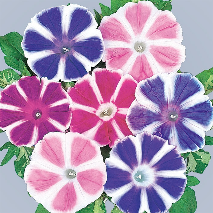 ❤️あさがお様❤️ これが朝顔ですか？ 初めてこんなカラフルな朝顔見ました （*'∀'人）♥*+
