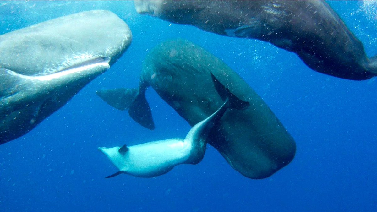 WolfofX's tweet photo. In 2011, researchers studying sperm whales near the Azores noticed something swimming among the giants that did not belong there.

It was a bottlenose dolphin.

The dolphin had a severe S shaped spinal deformity, giving its body an unusual curved appearance. Scientists believed the condition may have made swimming difficult and could have left it struggling to keep pace with other dolphins.

But somehow, it had found different company.

For eight days, researchers repeatedly watched the dolphin travelling alongside a group of sperm whales. It rubbed against their enormous bodies, nuzzled them and stayed close as the whales moved through the Atlantic.

And the sperm whales did not chase it away.

At times, they appeared to return the contact and willingly allowed the much smaller dolphin to remain among them.

Researcher Alexander Wilson later said, “It really looked like they had accepted the dolphin for whatever reason. They were being very sociable.”

Scientists could not say exactly why the unusual relationship formed. One possibility was that the slower moving sperm whales were easier for the dolphin to follow. The whales, meanwhile, may simply have tolerated and eventually accepted their unusual companion.

Whatever the reason, researchers witnessed something extraordinarily rare.

A dolphin that seemed different from its own kind had found itself swimming among giants.

And somehow, the giants made room for it.