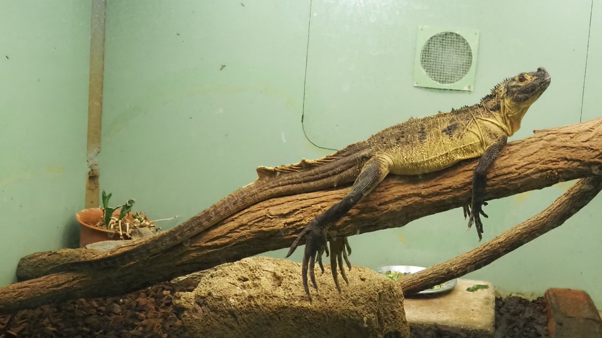 セレベスホカケトカゲ #東山動植物園 2026.6.26