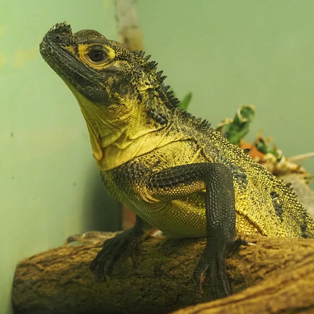 セレベスホカケトカゲ #東山動植物園 2026.6.26