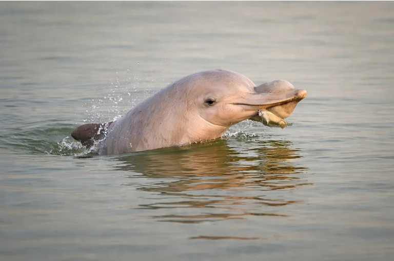 thecaravanindia's tweet photo. Although the site of the Pirpainti project—to set up a thermal power plant at Pirpainti is located downstream from the Vikramshila Gangetic Dolphin Sanctuary, the dolphins do not exclusively live within the bounds of the sanctuary. Drawing water from the Ganges will have an impact on their habitat, as will any pollutants that make their way into the river. 

How the Modi and Nitish governments put Adani Power before the people of Bihar, reportage by @Sagar_reporter: https://t.co/YIUn2TSvGd