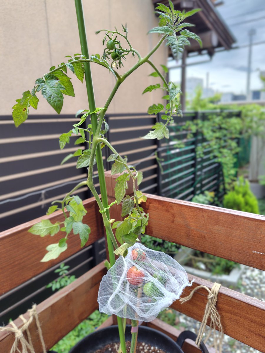 tottoko11040's tweet photo. おはようございます😊
7月5日 日曜日🌥️
蒸し暑い朝です
ミニトマトのミニキャロル…
昨日ホムセン半額の売れ残りさんを連れて帰りました…だいぶ成長しきって枝も折れてたりと🤔…これから回復して🍅🍅🍅たくさん期待してます🙏 https://t.co/e6HIHf6bdp
