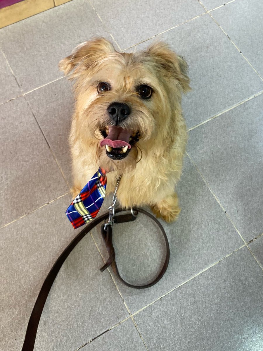 HELA_MORE's tweet photo. Pequeño licenciado ofrece sus servicios en un hogar. 🐶❤️

Mi nombre es Oliver y estoy buscando el trabajo más importante de mi vida: ser parte de una familia amorosa y responsable.

Peso 11 kg,tengo 6 años,y entre mis habilidades están dar muchísimo amor, llenar tus días de alegría, regalarte cariño incondicional, hacerte sonreír y acompañarte en los buenos y malos momentos.

No todo ha sido fácil para mí. He pasado por algunas malas experiencias y por eso mi mayor deseo es encontrar un hogar donde me den estabilidad, paciencia y la seguridad de que esta vez será para siempre.

Si estás listo para abrirme las puertas de tu corazón y ofrecerme una oportunidad, prometo entregarte toda mi lealtad y amor.

Oliver busca una familia para toda la vida. 🏡❤️

¿Me ayudas compartiendo para que llegue a las personas indicadas?
Estoy en CDMX.