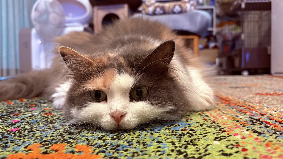 _anz0310's tweet photo. お休み良いねぇ
#猫のいる暮らし #あんずっちょ🍑 https://t.co/wCOVgnuJzQ