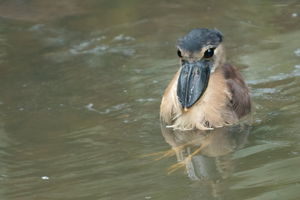 Saffron_Moth's tweet photo. dude. stop doing that…. https://t.co/9skMDQsKdt