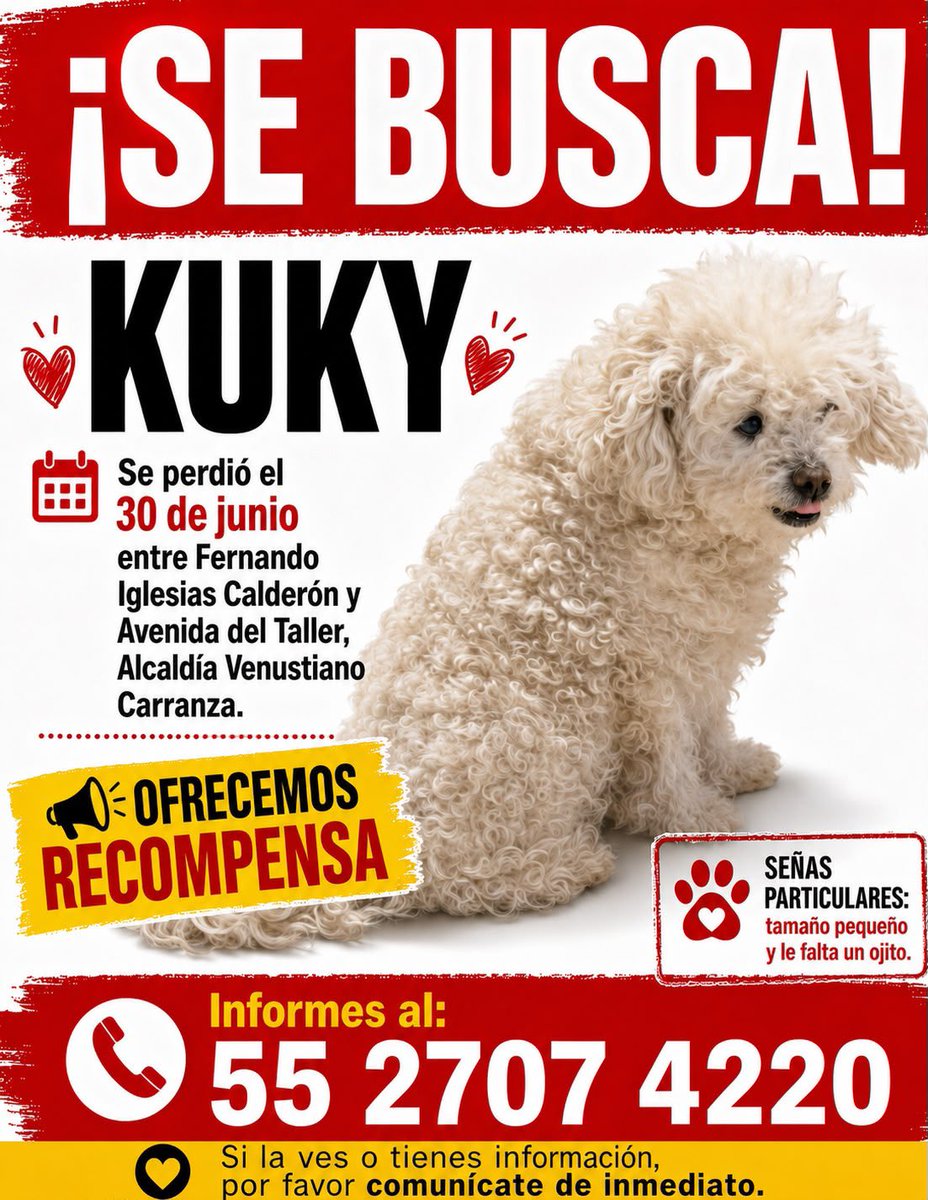 MurrFuga's tweet photo. Se busca a Kuky, se extravió en @A_VCarranza 
Ya está grande y no tiene un ojito. https://t.co/VWi5FEtDkQ