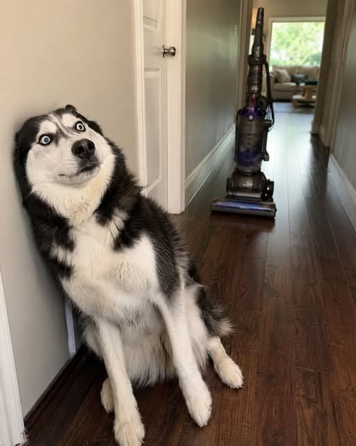 Cowchicky's tweet photo. It's back. The screaming floor monster has returned and NOBODY is doing anything about it. I have flattened myself against the wall for survival. If I don't make it, tell my treats I loved them. 🧹😱 https://t.co/xnFJClpvUF