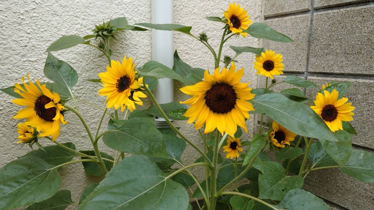 may1459sw's tweet photo. おはようございます
ひまわりたくさん咲きました🌻

本日千秋楽でございます！
泣いても笑ってもラスト1回！楽しんでいこー！🕺

本日は満席＆雨予報ですのでお早めのご来場がおすすめです❤️

それでは皆様、シアター711でお会いしましょう！🕊️💚

#鳩とグリーンピース
#鳩グリ
#ちょっとそこまで https://t.co/9CngVy2yMJ