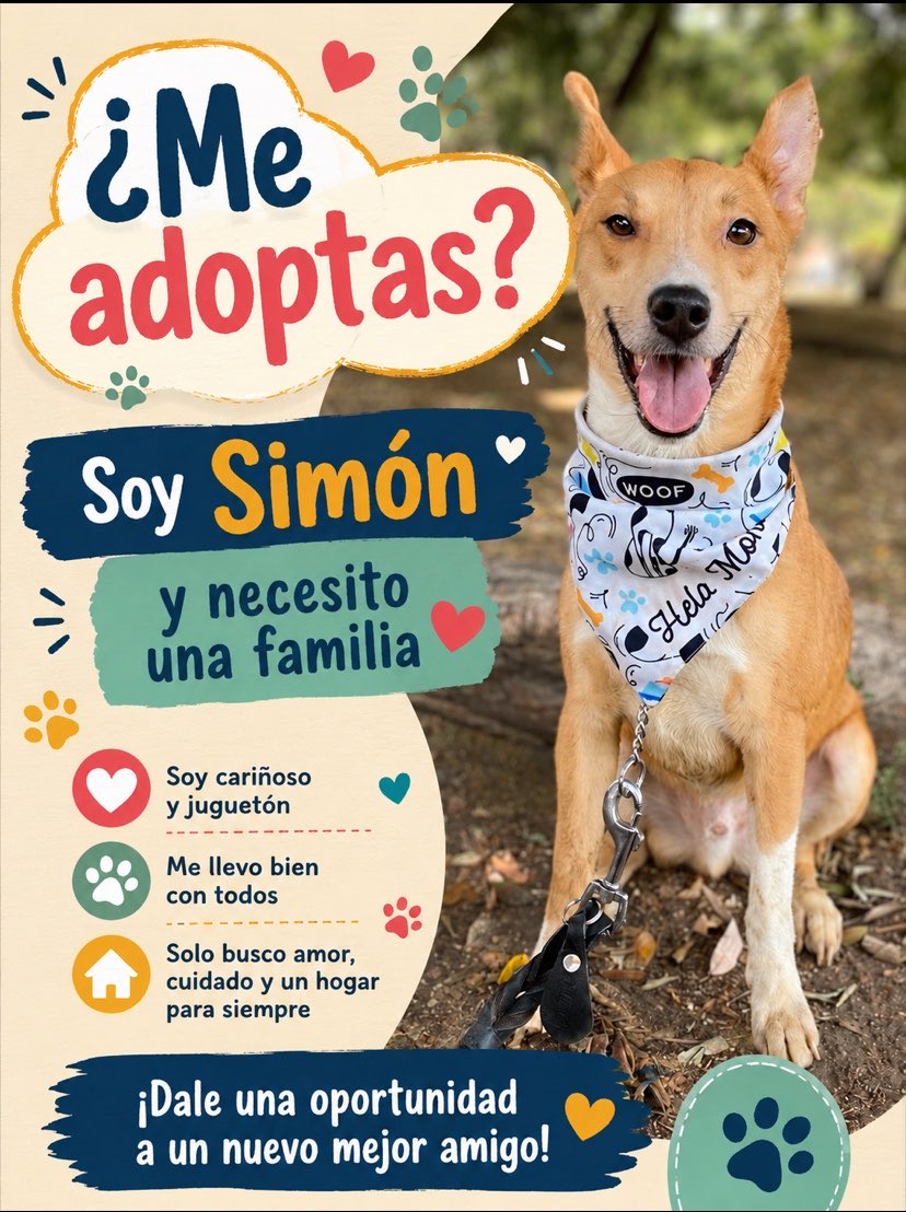 HELA_MORE's tweet photo. Soy Simón, un poblanito que llegó a CDMX con un solo objetivo: conseguir una familia.

Hace medio año  llegué junto con Miguelito para formar parte del grupo de rescatados de Hela More.
Pero no creas que ella nos eligió… la verdad es que nosotros vimos el auto abierto y dijimos: “¡de aquí somos!” 🙈
Ya no queríamos seguir en la calle, así que nos auto-rescatamos.

Soy talla mediana, muy cariñoso.
A veces me pongo nervioso con los ruidos fuertes y con perritos más grandes, pero con amor, paciencia y una familia que me cuide, sé que estaré bien 🥺✨

Dame una oportunidad.
Prometo llenar tu vida de amor y mover la colita todos los días 💖🐶