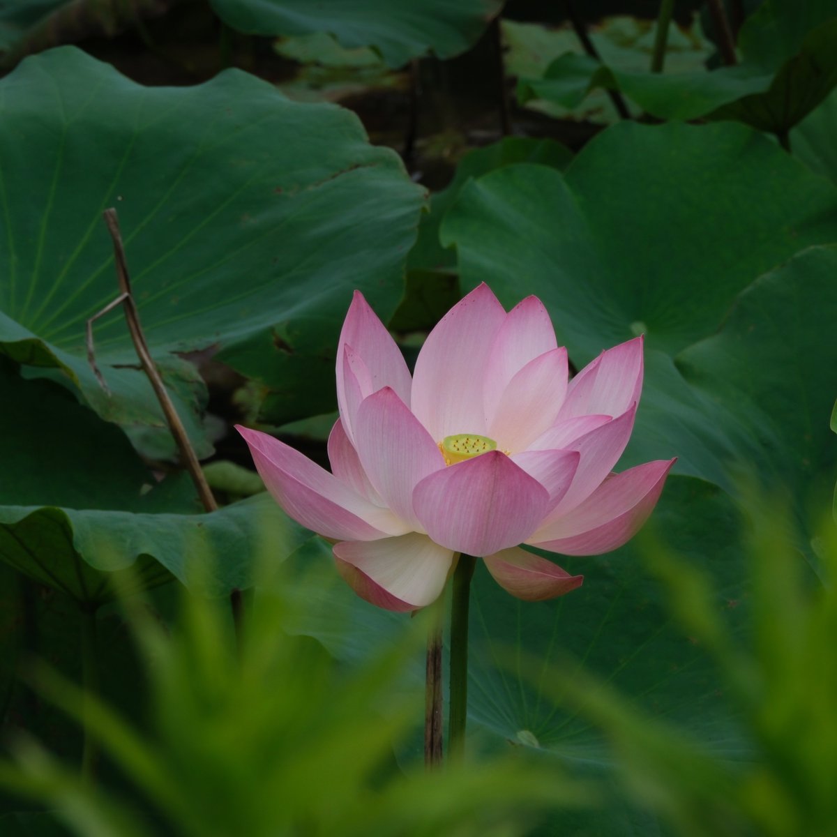 花が咲いてきました。 #XF70300mm #睡蓮 #星名池