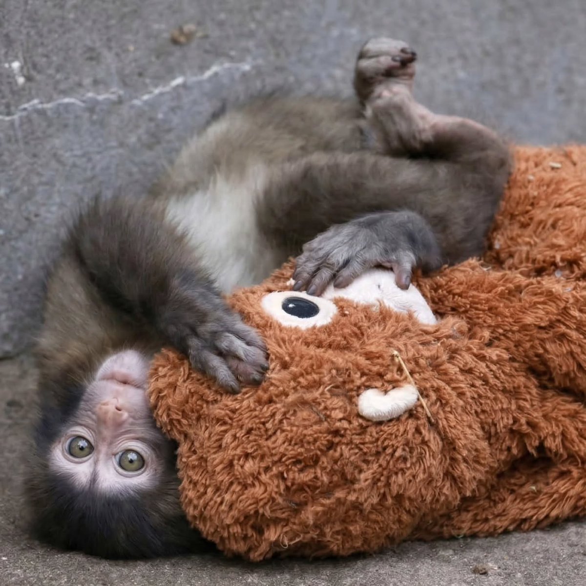 Real_mon_Yardi's tweet photo. $punch 

✅Has held steady in a bear market   
✅Top holders still holding   
✅Top holders investing capital 
✅Sent a community member business class to Japan   
✅Donating to UNICEF

Currently have a campaign running called "Hang in there" donating Oran-mama plushies to children around the world. @Punch_on_sol for more information.