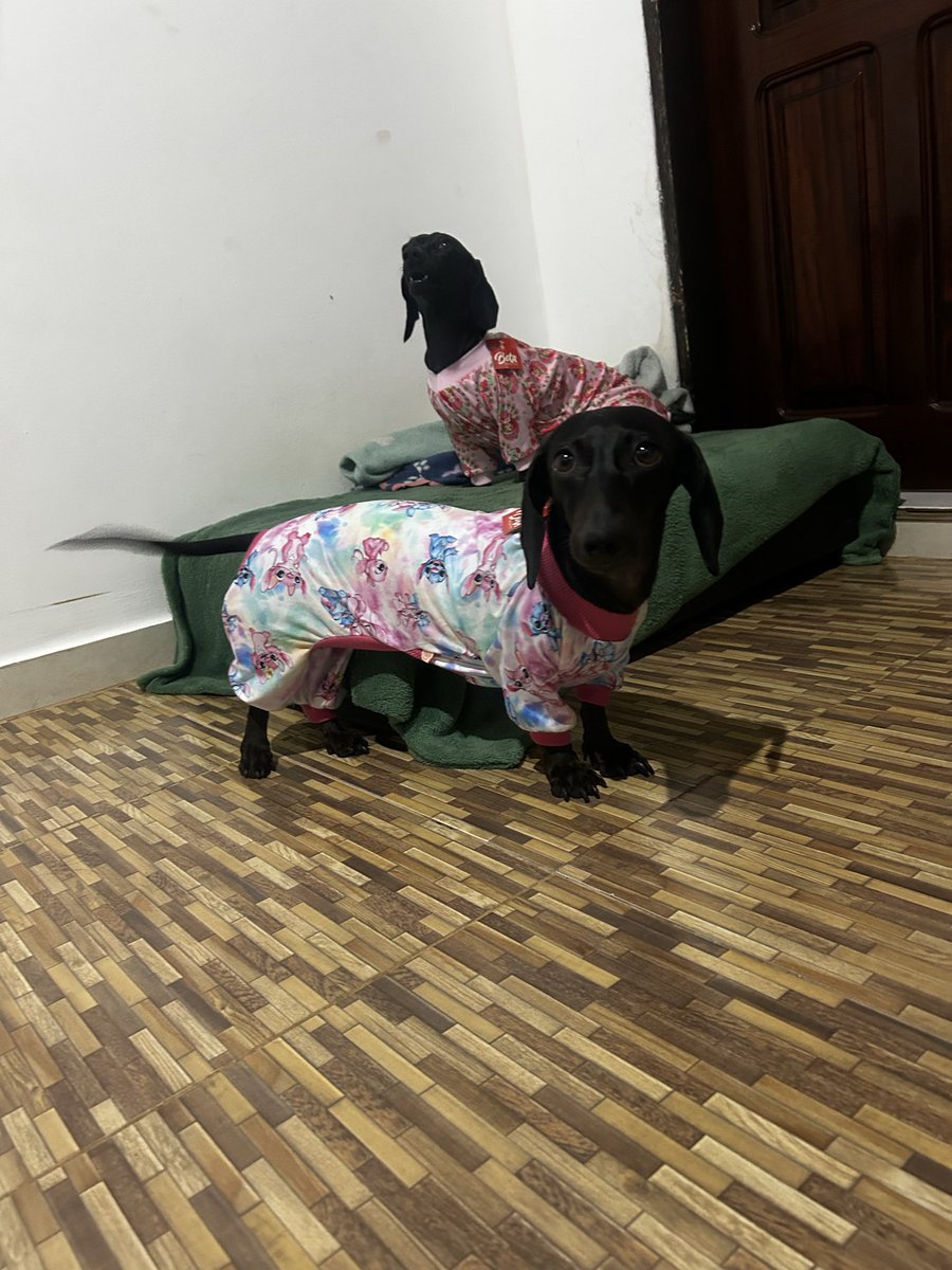 cap1tol1na's tweet photo. As cachorras anti suicídio que me deram quando eu tinha 22 anos dps de perder o meu pai https://t.co/dNyuGCXua5