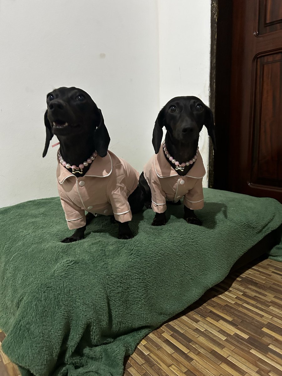cap1tol1na's tweet photo. As cachorras anti suicídio que me deram quando eu tinha 22 anos dps de perder o meu pai https://t.co/dNyuGCXua5