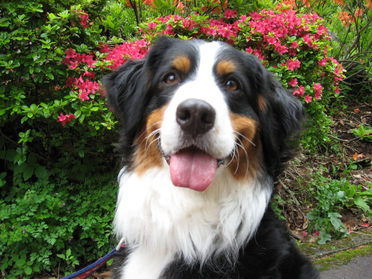 STAYWITHDOG's tweet photo. ★ペットと泊まれる宿・新着の感想☆蓼科高原・森のペンションWanらいふ(546件)☆https://t.co/l6nYsrmECA https://t.co/k5qOrFB6Nd