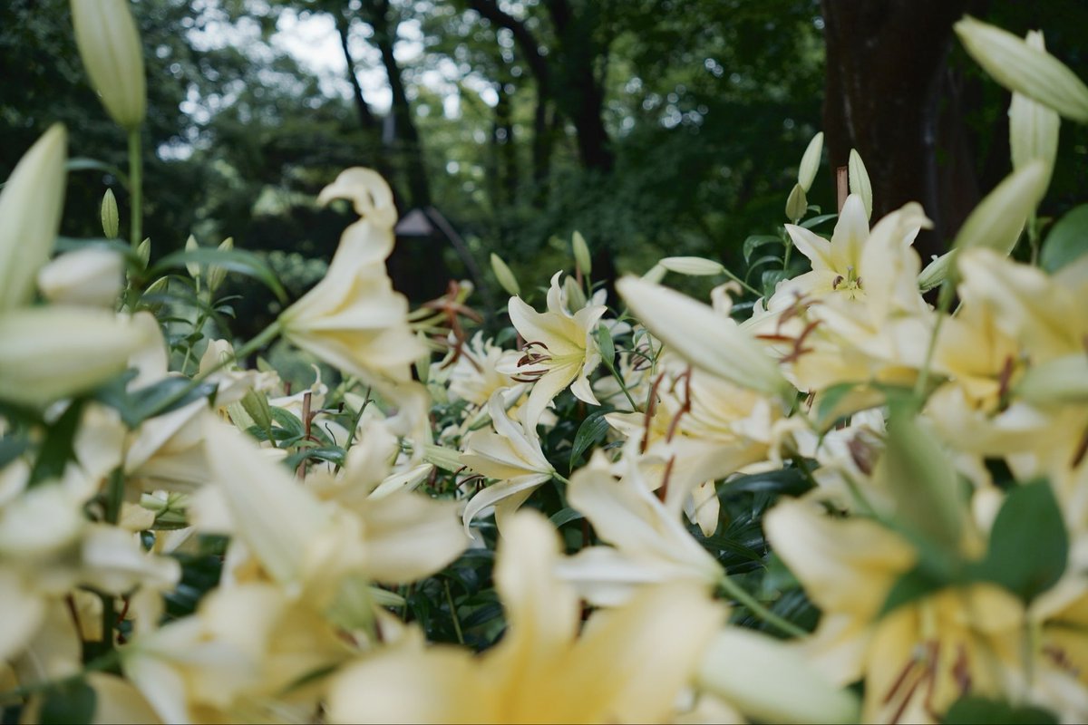 yaorin_Actually's tweet photo. 日比谷公園2026/07/02
ユリロードの見頃が続いています。終わった区画もありますが見頃のところと蕾みも沢山残っているので、まだしばらく楽しめそうです。
#日比谷公園　#ユリ　#百合 https://t.co/U6xGLMoyfb
