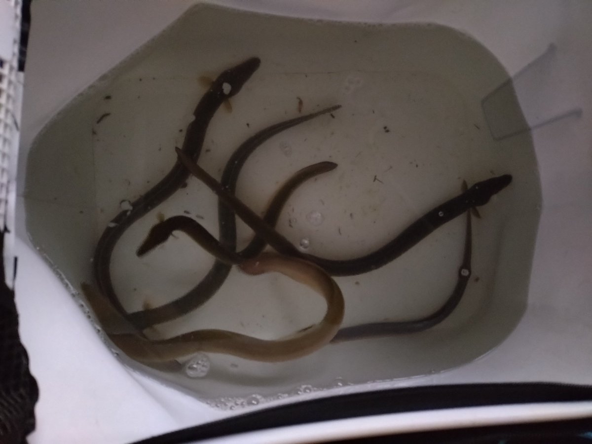 hiro_fishing_'s tweet photo. 結果7匹（一匹良いサイズが絡まって死んでしまったので捌いて冷凍）でした！
2匹はじいちゃん家へ（池にしてるプールへ観賞用に） https://t.co/uH5N0RnHSF