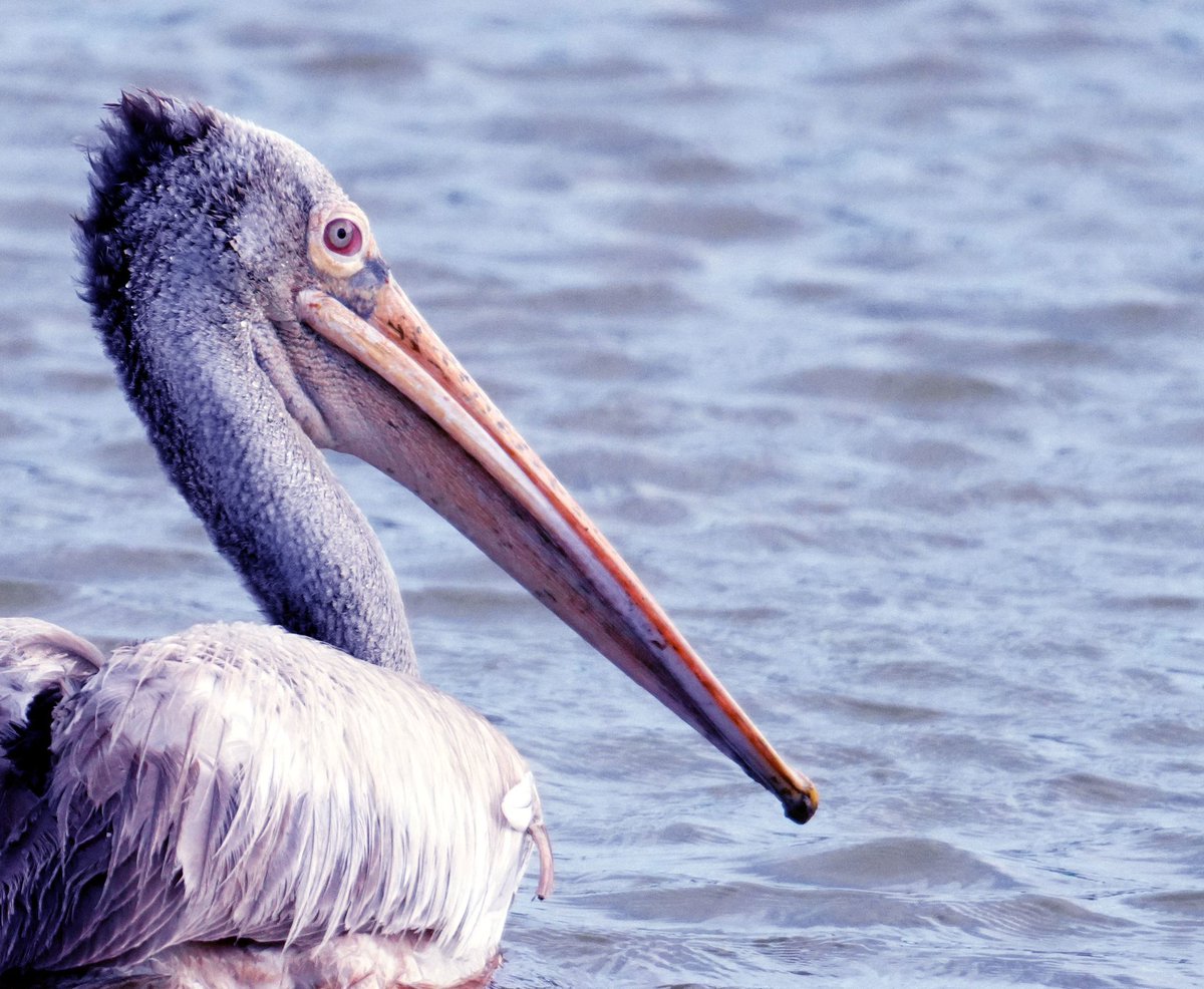 SantoshKumarBRS's tweet photo. Weekly dose of my #Photography 📷

A graceful Spot-billed Pelican, perfectly at ease, reminding us that patience, silence, and stillness often reveal the most beautiful moments.

Have a #HappySunday 😊

#Birds #Nature #BirdWatching #BirdPhotography #WildLifePhotography https://t.co/aA7wI4CqDn
