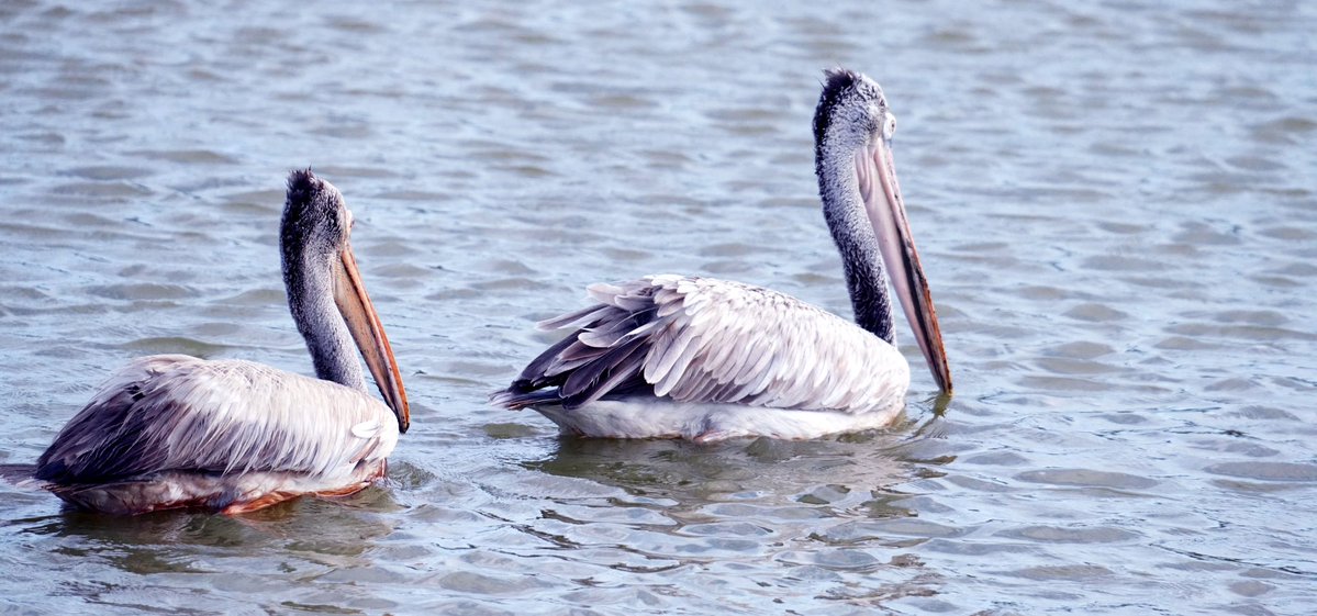 SantoshKumarBRS's tweet photo. Weekly dose of my #Photography 📷

A graceful Spot-billed Pelican, perfectly at ease, reminding us that patience, silence, and stillness often reveal the most beautiful moments.

Have a #HappySunday 😊

#Birds #Nature #BirdWatching #BirdPhotography #WildLifePhotography https://t.co/aA7wI4CqDn