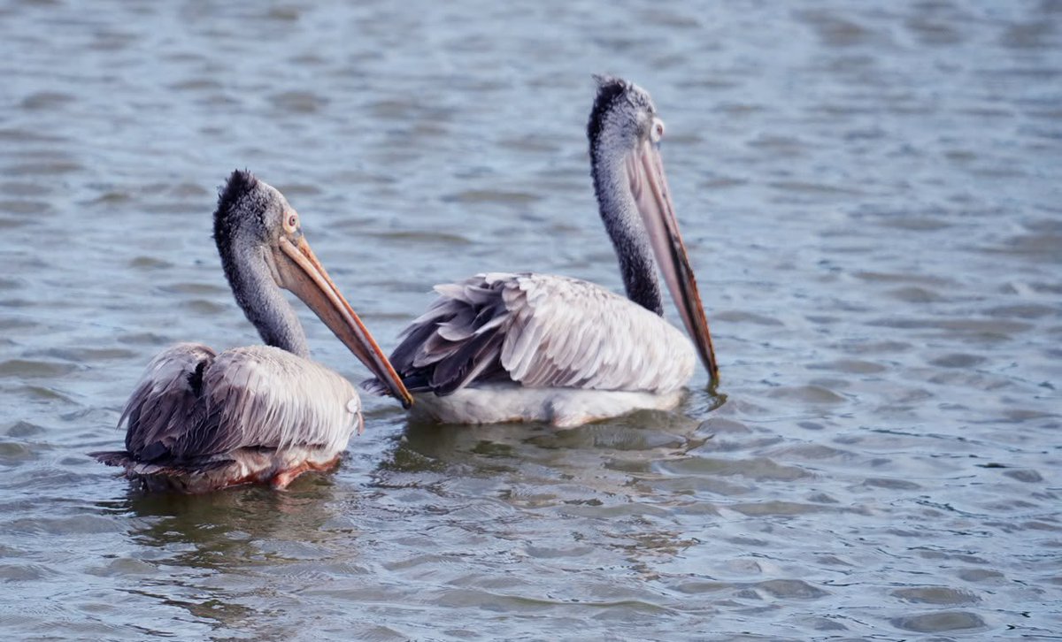 SantoshKumarBRS's tweet photo. Weekly dose of my #Photography 📷

A graceful Spot-billed Pelican, perfectly at ease, reminding us that patience, silence, and stillness often reveal the most beautiful moments.

Have a #HappySunday 😊

#Birds #Nature #BirdWatching #BirdPhotography #WildLifePhotography https://t.co/aA7wI4CqDn