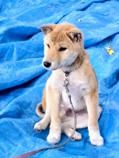 satoya_boshu's tweet photo. 子犬 生後100日　赤 柴犬　無料
推定0歳4ヶ月
♂ 群馬県

母犬が黒い柴犬で足先が白いせいか、１匹は足先が白いのが特徴です。写真は兄弟のオス２匹です。 https://t.co/8LiPHEMBnS