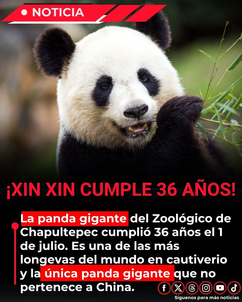 EnsedeCiencia's tweet photo. 🥳¡Xin Xin cumple 36 años!

La panda gigante Xin Xin, del Zoológico de Chapultepec, cumplió 36 años el pasado 1 de julio de 2026. Nacida en el mismo zoológico en 1990, es una de las pandas gigantes más longevas del mundo en cautiverio y la única del planeta que no pertenece a China, ya que es propiedad del Gobierno de la Ciudad de México.

La Secretaría del Medio Ambiente (SEDEMA) está celebrando su cumpleaños con actividades especiales para el público.
Un logro impresionante para una panda que ha superado con creces la esperanza de vida promedio en cautiverio.