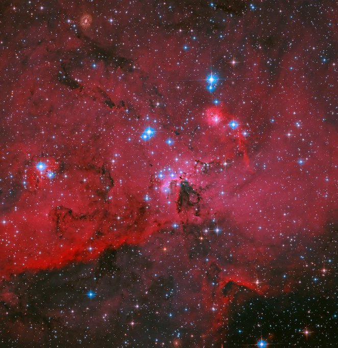 konstructivizm's tweet photo. Like a cosmic fireworks finale exploding in slow motion, brilliant blue and white stars burst forth against a dramatic crimson backdrop of glowing hydrogen gas in this stunning Hubble portrait of LH 95. Tucked inside the Large Magellanic Cloud—our Milky Way’s nearby dwarf galaxy companion—LH 95 is a vibrant nursery where new stars are born in spectacular fashion. What makes this region so special for astronomers? It’s a front-row seat to stellar infancy. With a dense population of hot, young stars and far less obscuring dust than similar birthplaces in our own galaxy, LH 95 offers crystal-clear views of how stars form, evolve, and light up their surroundings in a relatively nearby cosmic laboratory—just 160,000 light-years away.This image captures the raw energy of creation: massive blue stars blazing with intense ultraviolet light, sculpting and illuminating the surrounding gas into ethereal red clouds, while younger white stars twinkle amid the chaos. It’s a vivid reminder of the universe’s ongoing, explosive cycle of birth and brilliance.
Image credit: NASA, ESA, and N. Da Rio (University of Virginia), G. De Marchi (ESA-ESTEC), D. Gouliermis (Universität Heidelberg); Processing: Gladys Kober (NASA/Catholic University of America)