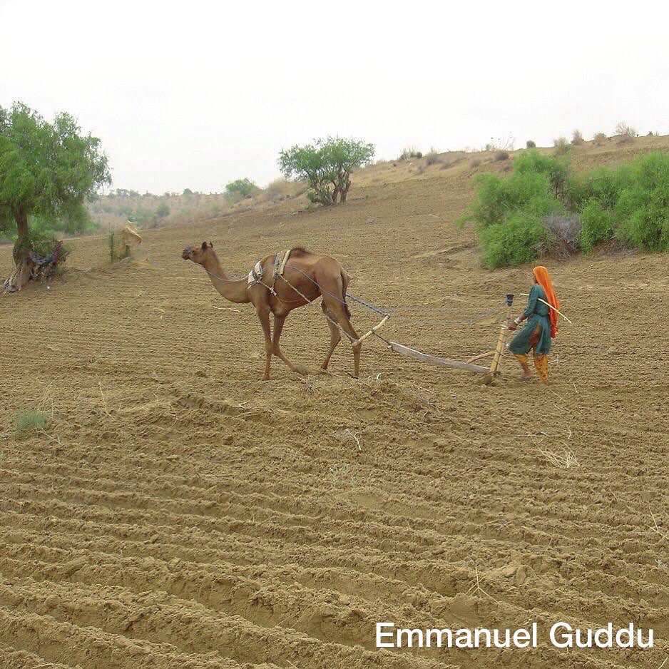 emnpk's tweet photo. Good news. 
It's heavy rained in Tharparkar Desert of Sindh Pakistan. People of Tharparkar desert are very happy and will start ploughing their sandy land with good hopes this year. https://t.co/5SkCyTEHNK