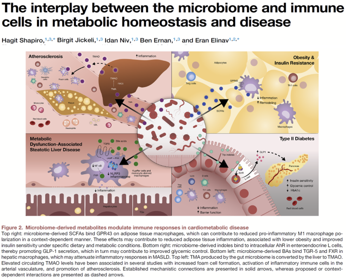 SatchinPanda's tweet photo. Great review of how the gut microbiome communicates with the immune system through metabolites such as short-chain fatty acids, bile acids, and indoles. These molecules regulate inflammation and metabolism, influencing obesity, diabetes, MASLD, and cardiovascular disease. #Microbiome #PrecisionMedicine
https://t.co/XaWkEKDI1S