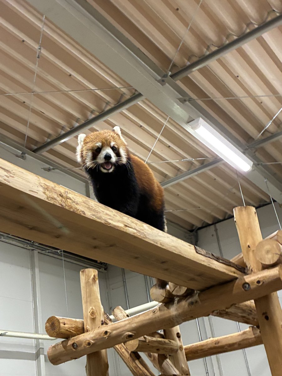 flypanda5's tweet photo. すっかりのんほいのアイドルになっていたあこち��ん #のんほいパーク #豊橋総合動植物公園 #レッサーパンダ #あこ #ガオガオ https://t.co/0uk7RzHnKg
