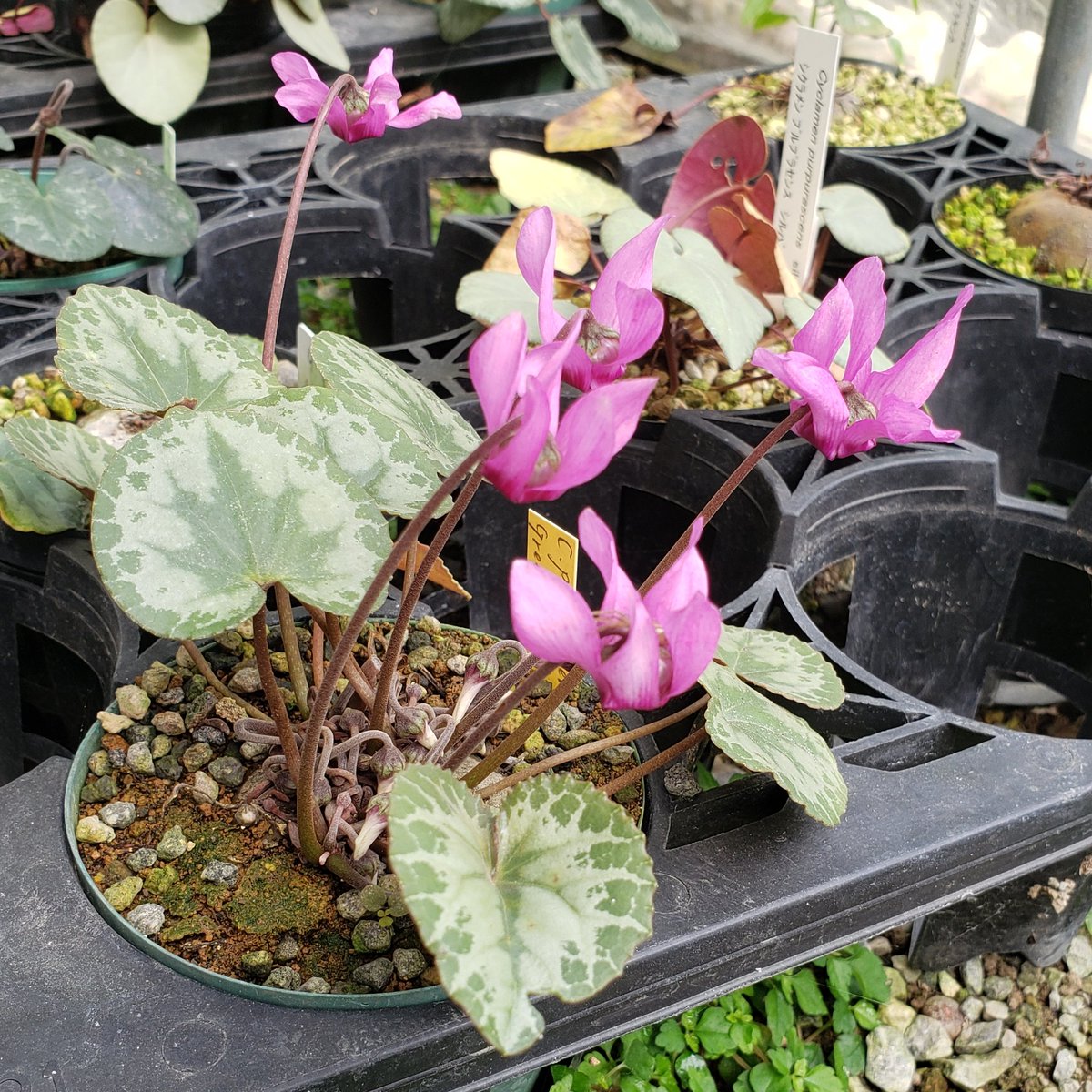 m__sugi's tweet photo. プルプラセンスの花が咲き始めてきましだ。 https://t.co/I5v4J1zEpi