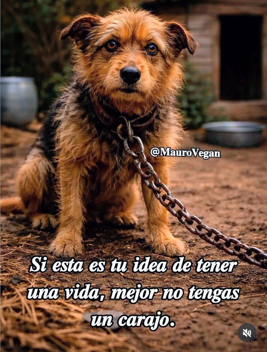 Perrosenlacalle's tweet photo. https://t.co/FybWKTayCl