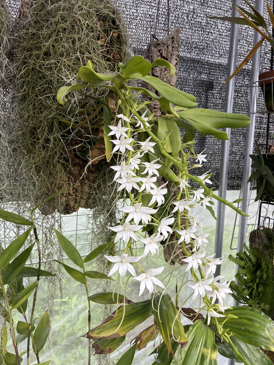 45Peipeipei's tweet photo. Aerangis articulata.
開花
花茎が1本遅くてまだ4本しか咲いてないのが残念 https://t.co/Ix1GOQNYbe