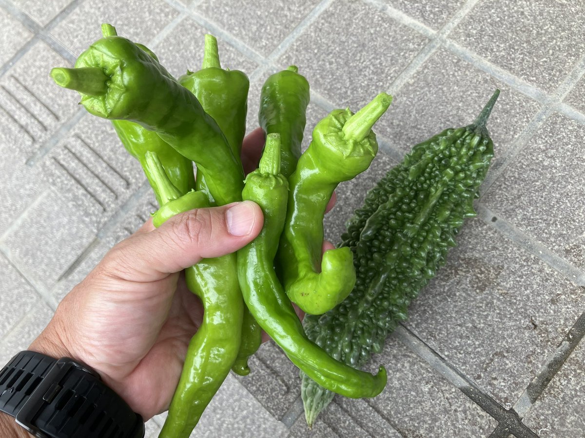 eusi10's tweet photo. 今朝の収穫
そろそろ食べるのが追い付かなくなってくる時期になってきた https://t.co/5wDO6Fcgjv