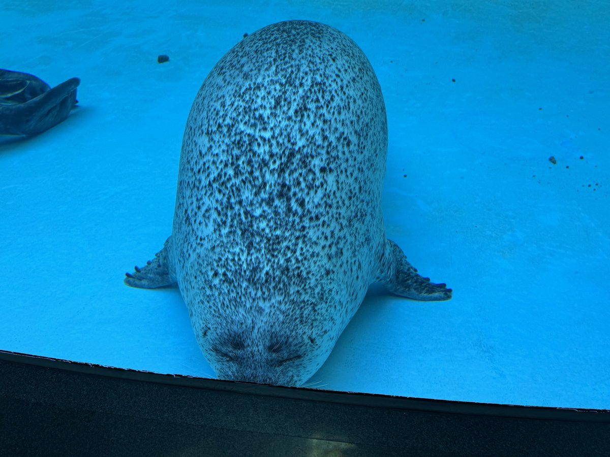 ____581's tweet photo. 突然お眠りになられるゴクウ

2026.07
#男鹿水族館
#ゴマフアザラシ #ゴクウ https://t.co/F3Kblr51jN