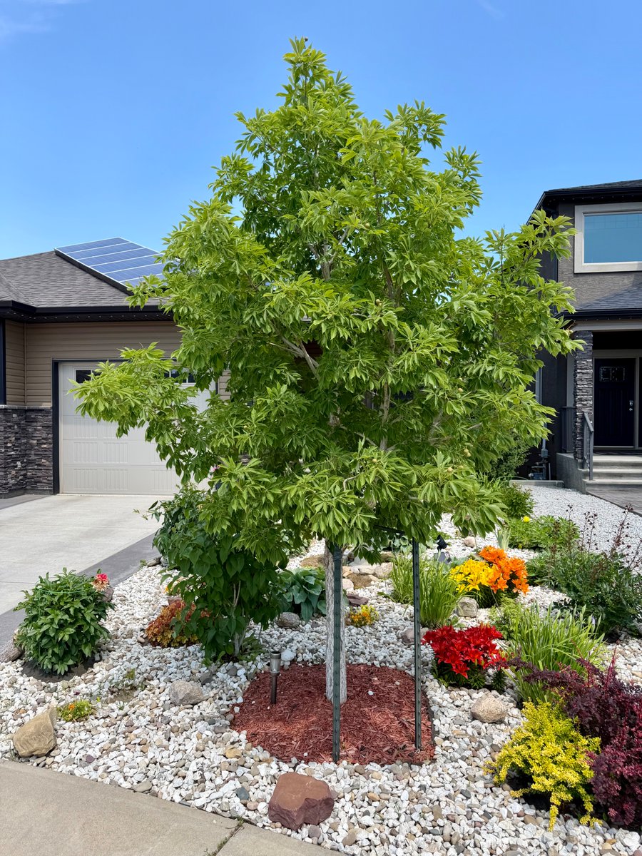 Rivendell Tree Farm (@RivendellTFarm) / Posts / X