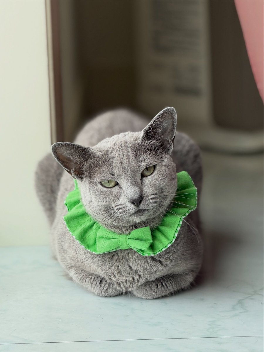 おはようﾆｬﾝ😺😽 #ねこ #ロシアンブルー #リサリサとリリー