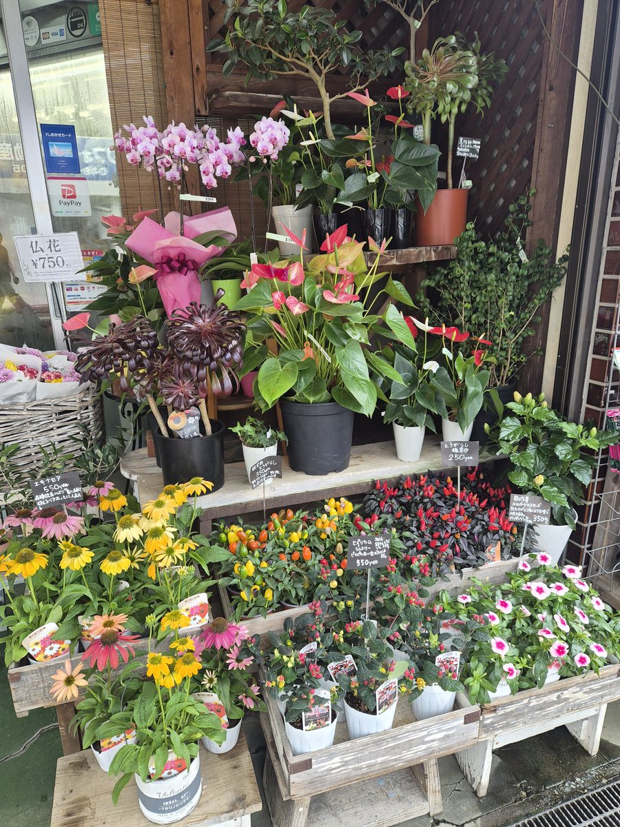 FS_konno's tweet photo. おはようございます🐱

夏の店頭、にぎやかになってきました🌿
赤いアンスリウム、観賞用トウガラシ、ハイビスカス、エキナセア、多肉植物など、
暑い季節にも元気をくれる鉢ものが並んでいます。
お部屋にひと鉢、玄関先にひと鉢。
色や葉のかたちが入るだけで、空気が少し変わります。
お近くにお越しの際は、ぜひ店頭をのぞいてみてください。

#逗子 #zushi #花が好きな人と繋がりたい

#80705おは戦🍨vI
#おは戦80705jn 🍨

#逗子 #葉山 #zushi #hayama #花 #flower

#企業公式相互フォロー
 https://t.co/3zk0xnhd2q