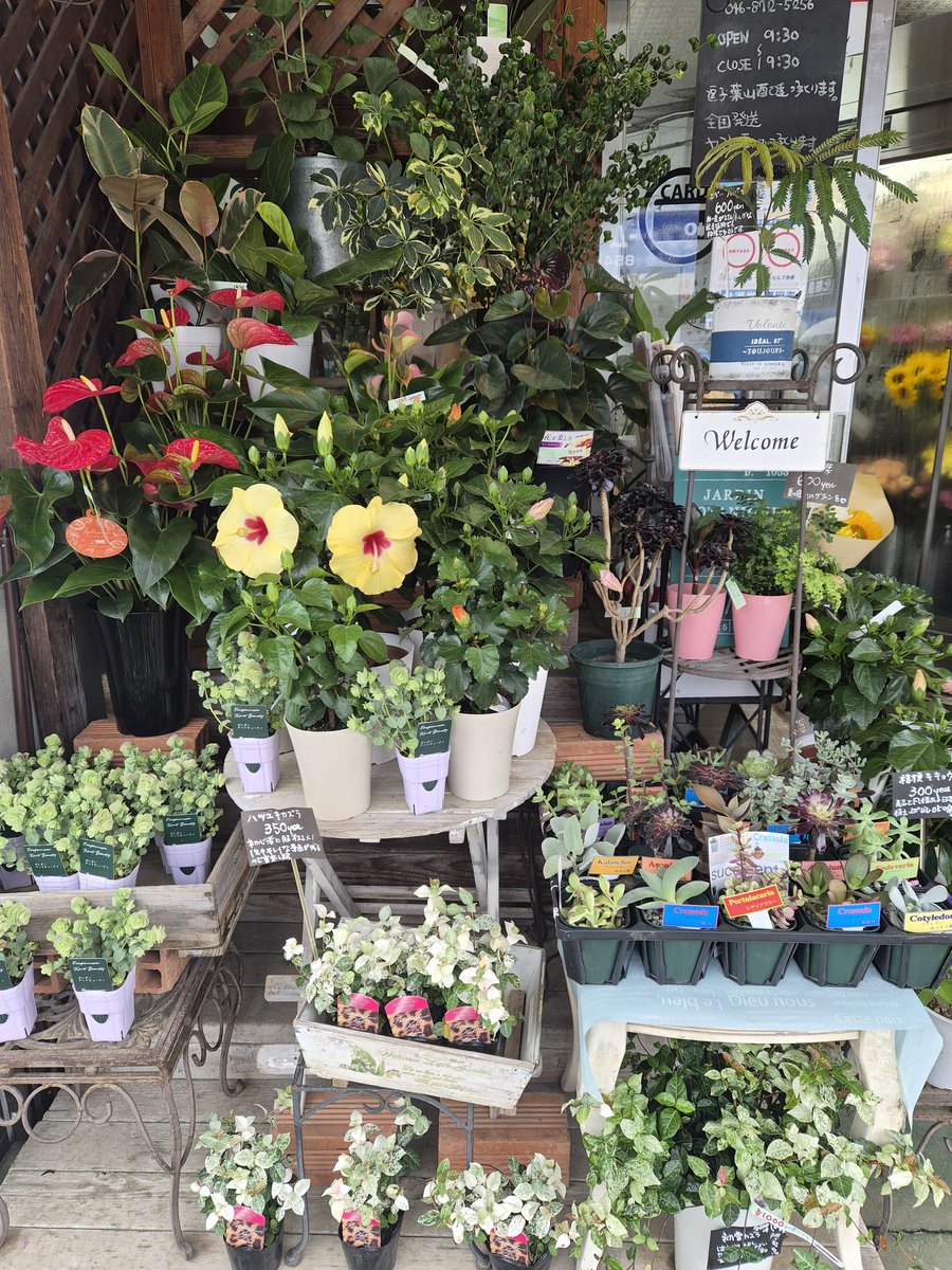 FS_konno's tweet photo. おはようございます🐱

夏の店頭、にぎやかになってきました🌿
赤いアンスリウム、観賞用トウガラシ、ハイビスカス、エキナセア、多肉植物など、
暑い季節にも元気をくれる鉢ものが並んでいます。
お部屋にひと鉢、玄関先にひと鉢。
色や葉のかたちが入るだけで、空気が少し変わります。
お近くにお越しの際は、ぜひ店頭をのぞいてみてください。

#逗子 #zushi #花が好きな人と繋がりたい

#80705おは戦🍨vI
#おは戦80705jn 🍨

#逗子 #葉山 #zushi #hayama #花 #flower

#企業公式相互フォロー
 https://t.co/3zk0xnhd2q