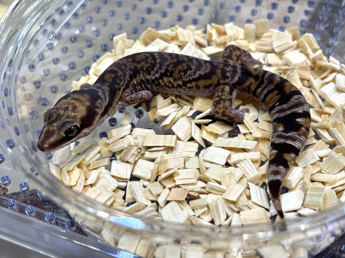 yuka_reptiles's tweet photo. ハスオビビロードヤモリは貴重なメスもいます🫢ぷりぷりしっぽ🫢💗
もちろんオスもいますよ😉
#レプタイルズフィーバー
#CANDLE https://t.co/9oZYy9W862