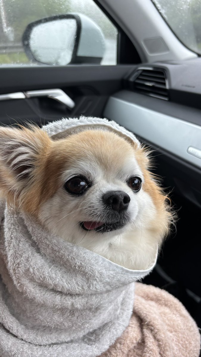 チビちゃんをタオルで巻いたよ🐶💕