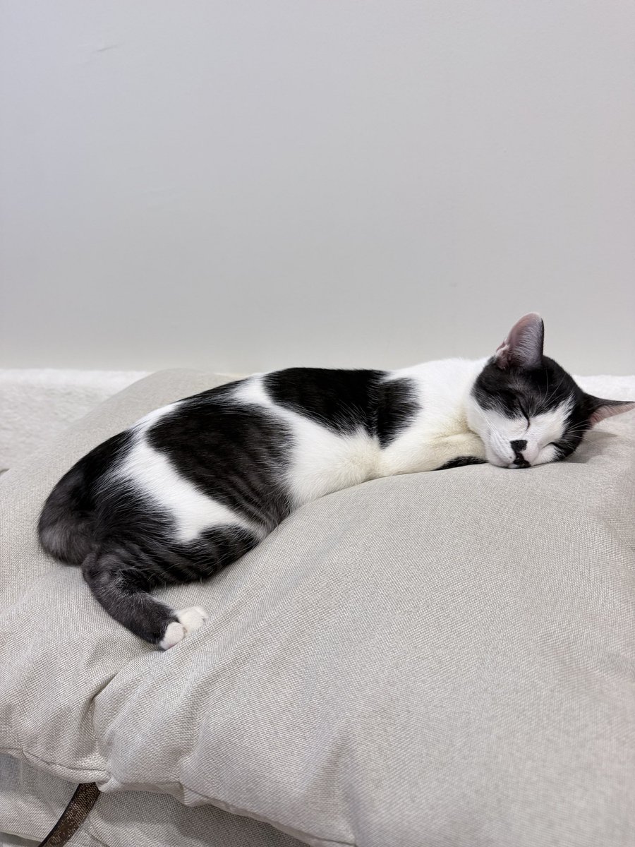 Chanichal3ca1's tweet photo. Been cute !! #cat https://t.co/e7USTNckYJ